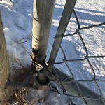 Fence in/around a Park - Repair at 5330 Nose Hill Dr NW
