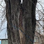 Tree Maintenance - City Owned at 5026 21 A St SW
