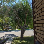 Tree Maintenance - City Owned at 524 53 Av SW
