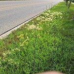 Mowing - Residential Roadway - up to 50km/h at 3 Sage Valley Dr NW