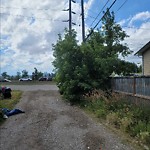 Tree Maintenance - City Owned at 1104 24 St SE