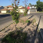 DO NOT USE - Mowing - Residential Boulevard up to 50km/h-WAM at 159 Sandarac Dr NW