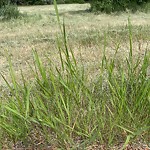 DO NOT USE - Mowing - Residential Boulevard up to 50km/h-WAM at 20 Heather Pl SW