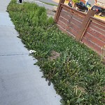 DO NOT USE - Mowing - Residential Boulevard up to 50km/h-WAM at 804 Livingston Wy NE