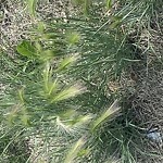 DO NOT USE - Mowing - Residential Boulevard up to 50km/h-WAM at Tuscany Hills Crescent NW Tuscany Calgary