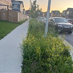 DO NOT USE - Mowing - Residential Boulevard up to 50km/h-WAM at 188 Savanna Gv NE