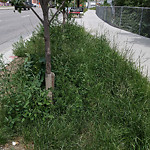 DO NOT USE - Mowing - Residential Boulevard up to 50km/h-WAM at 56 Edmonton Trail