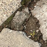 Sidewalk or Curb - Repair at 223 Edelweiss Dr NW