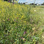 DO NOT USE - Mowing in a Park - Residential Boulevard up to 50km/h-WAM at 49 Douglas Woods Gd SE