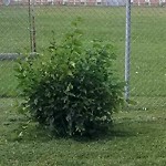DO NOT USE - Mowing - Residential Boulevard up to 50km/h-WAM at 5335 Valiant Dr NW