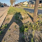 DO NOT USE - Mowing - Residential Boulevard up to 50km/h-WAM at 378 Silverado Wy SW