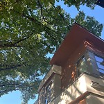 Tree Maintenance - City Owned at 921 36 St NW
