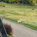 Coyote Sightings and Concerns at 1204 17 A St NW