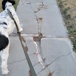 Sidewalk or Curb - Repair at 3244 56 St NE