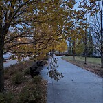 Tree Maintenance - City Owned at 835 Centre Av NE