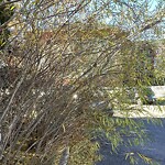 Shrubs, Flowers, Leaves Maintenance in a Park-WAM at 165 Country Village Ci NE