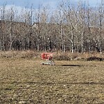 Furniture or Structure Concern in a Park-WAM at 5621 130 Av SE