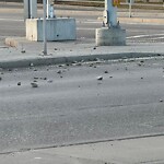 Debris on Street, Sidewalk, Boulevard at 197 Royal Birch Mt NW