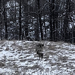 Coyote Sightings and Concerns at 7200 Old Banff Coach Rd SW