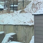 Coyote Sightings and Concerns at 824 Bridge Cr NE