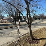 Tree Maintenance - City Owned-WAM at 10018 Hidden Valley Dr NW