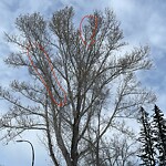 Tree Maintenance - City Owned-WAM at 844 Acadia Dr SE
