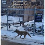 Coyote Sightings and Concerns at 1030 12 Av SW