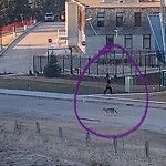 Coyote Sightings and Concerns at 1015 17 St NW