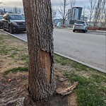 Tree Maintenance - City Owned-WAM at 830 Centre Av NE