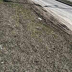 Sidewalk or Curb - Repair at 40 Cornerstone Av NE