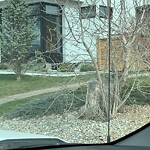 Tree Maintenance - City Owned at 2904 Toronto Cr NW