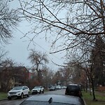 Tree Maintenance - City Owned at 337 13 St NW