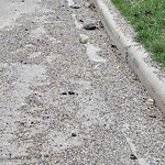 Debris on Street, Sidewalk, Boulevard at 9 Hawthorne Cr NW