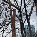 Tree Maintenance - City Owned at 740 Macleod Tr SE