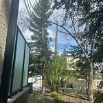Tree Maintenance - City Owned at 3630 4 St SW
