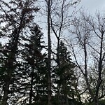 Tree Maintenance - City Owned at 1445 25 A St SW