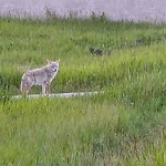 Coyote Sightings and Concerns at 11785 Harvest Hills Bv N