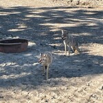 Coyote Sightings and Concerns at Canyon Meadows Calgary Ab