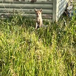 Coyote Sightings and Concerns at 302 Country Village Wy NE