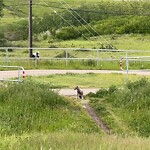 Coyote Sightings and Concerns at 5627 Coach Hill Rd SW