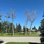 Tree Maintenance - City Owned at 1003 Lake Wapta Wy SE