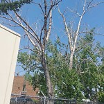 Tree Maintenance - City Owned at 1720 45 St SW