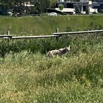 Coyote Sightings and Concerns at 4450 14 A St SW