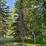 Tree Maintenance - City Owned at 51 Discovery Ridge Cr SW