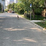 Coyote Sightings and Concerns at 118 7 Av NW