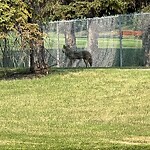 Coyote Sightings and Concerns at 920 Acadia Dr SE