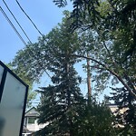 Tree Maintenance - City Owned at 3632 4 St SW