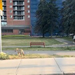 Coyote Sightings and Concerns at 128 2 Av SW