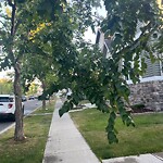 Tree Maintenance - City Owned at 248 Elgin Meadows Wy SE