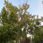 Tree Maintenance - City Owned at 987 Mckenzie Dr SE